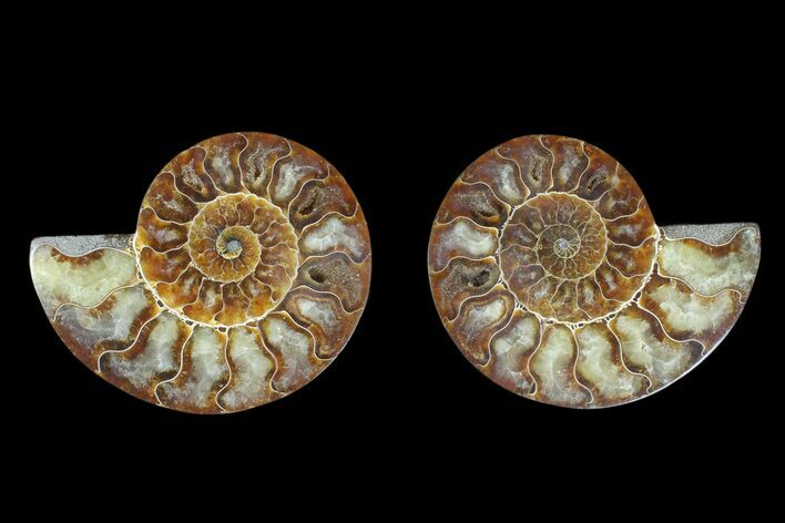 Agate Replaced Ammonite Fossil - Madagascar #166850